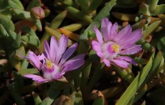 Lampranthus debilis