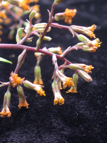 Wahiawa Bog dubautia (Dubautia pauciflorula)