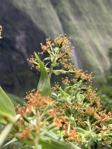 Dubautia plantaginea ssp. magnifolia