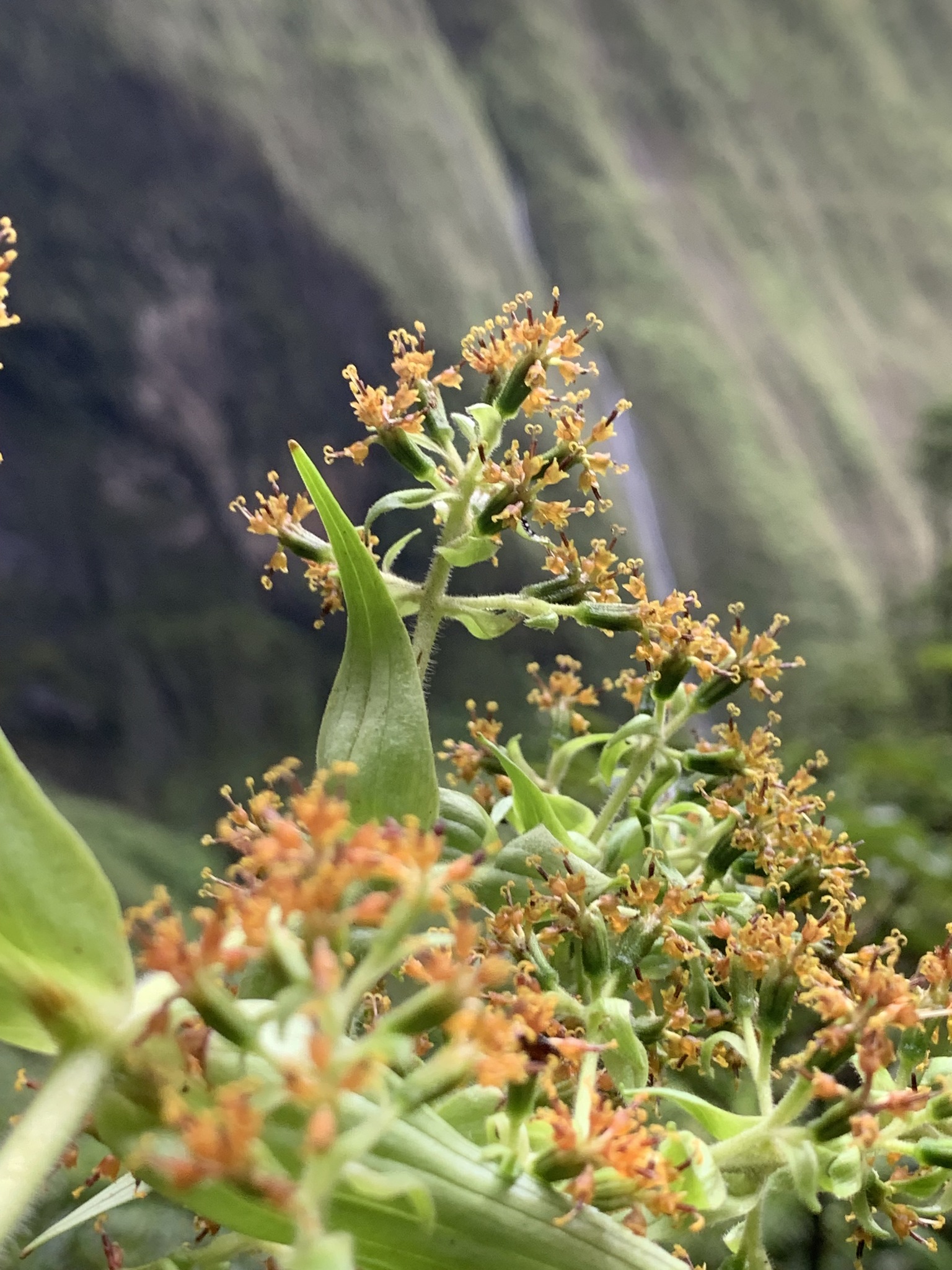 Dubautia plantaginea ssp. magnifolia