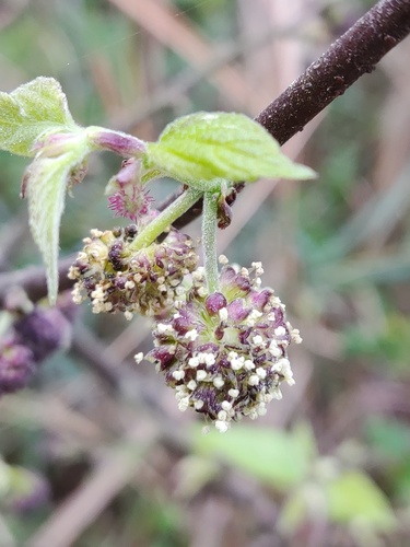 Broussonetia kaempferi iNat (2)