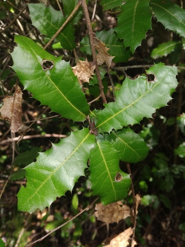 False-kermes oak