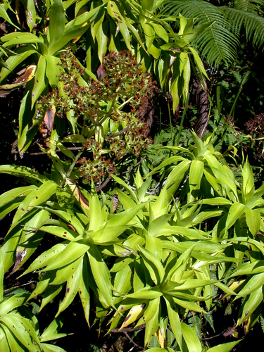 Dubautia plantaginea observed 2002-11-23