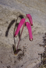 Lachenalia punctata