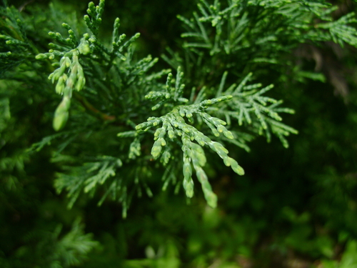 Chinese juniper