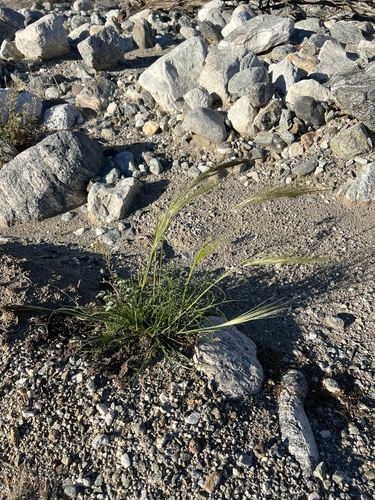 iNaturalist observation photo of cape ricegrass