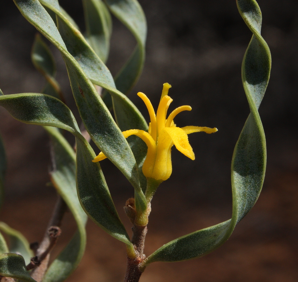 Persoonia helix