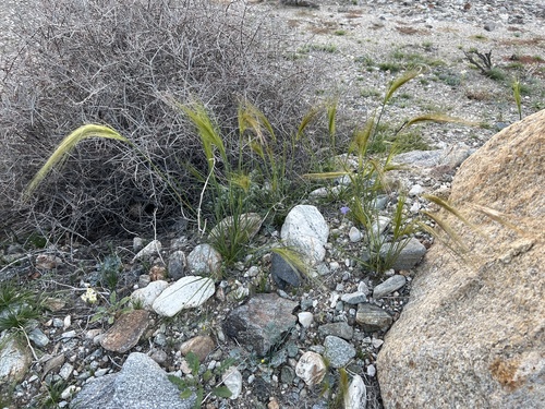 iNaturalist observation photo of cape ricegrass