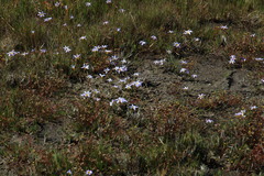 Romulea tabularis