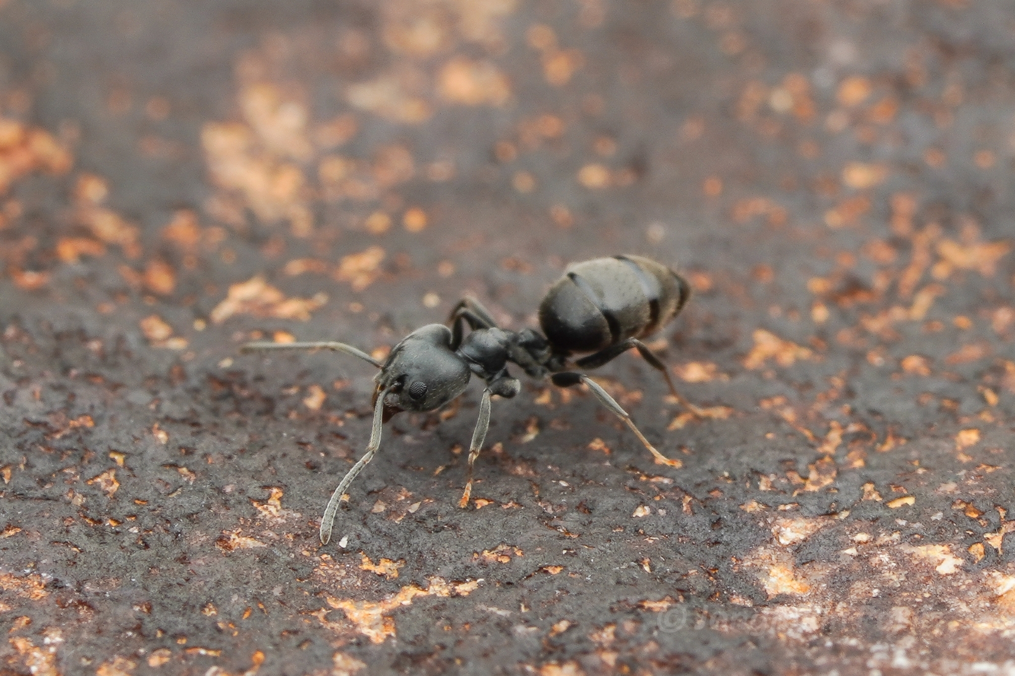 Technomyrmex modiglianii