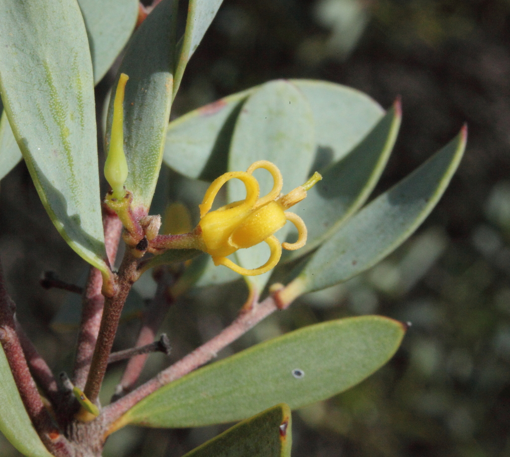 Persoonia coriacea