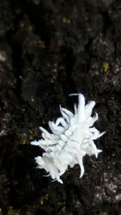 Cryptolaemus