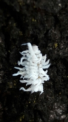 Cryptolaemus