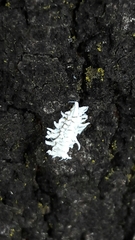 Cryptolaemus