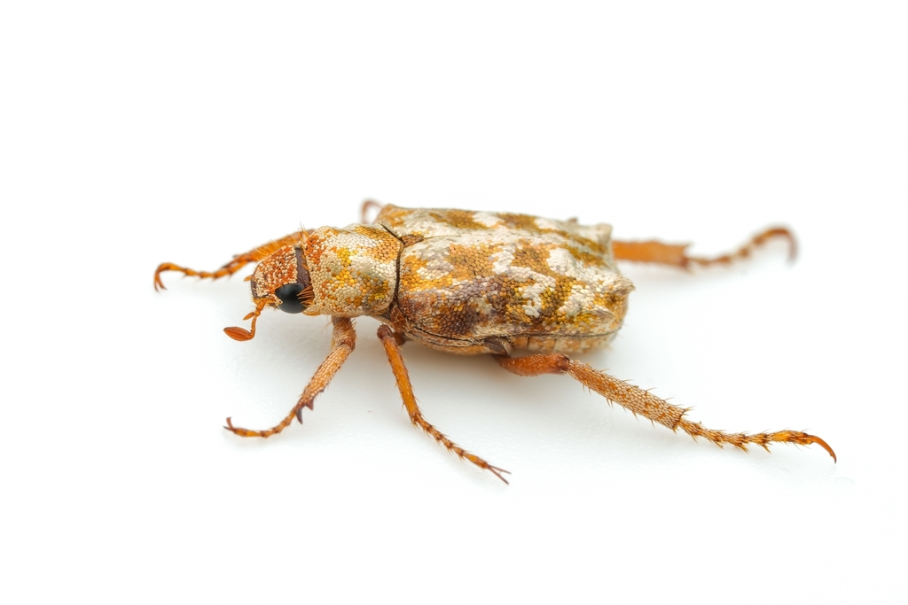 Hoplia magnifica