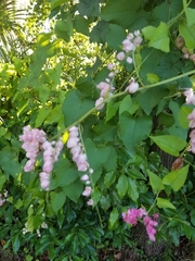 Antigonon