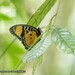 Charaxes fournierae fournierae - Photo (c) Arex Li, some rights reserved (CC BY-NC), uploaded by Arex Li