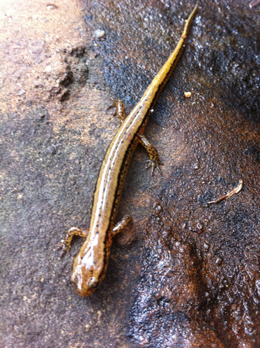 Eurycea cirrigera