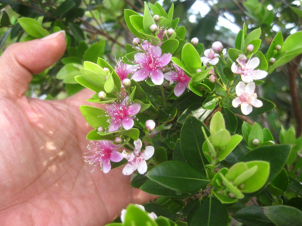 Decaspermum philippinum