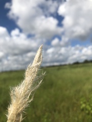Bothriochloa exaristata