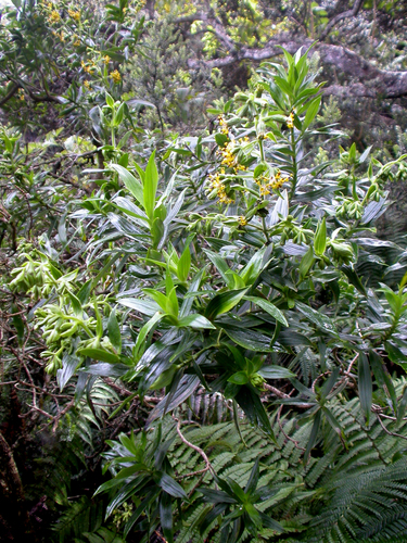 Dubautia reticulata