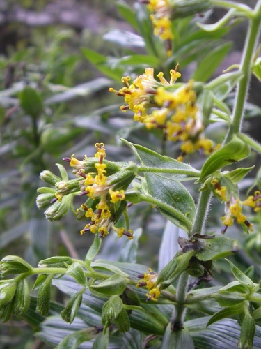 netvein dubautia (Dubautia reticulata)