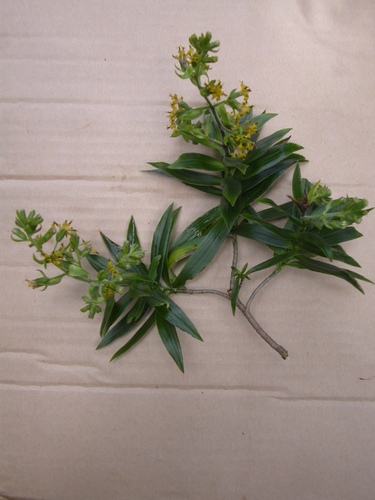Dubautia reticulata