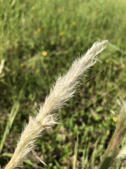 Bothriochloa exaristata