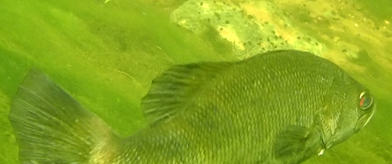 Photo of a Suwannee Bass