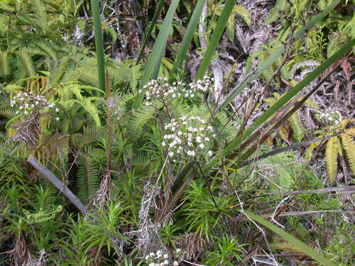 Dubautia scabra ssp. leiophylla