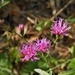 Florida Ironweed - Photo (c) Sharpj99, some rights reserved (CC BY-NC-SA)
