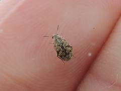 Algarobius bottimeri