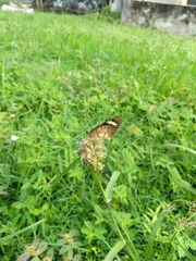 Acraea