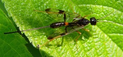Aulacidae