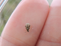 Algarobius bottimeri