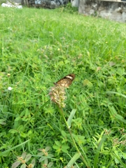 Acraea