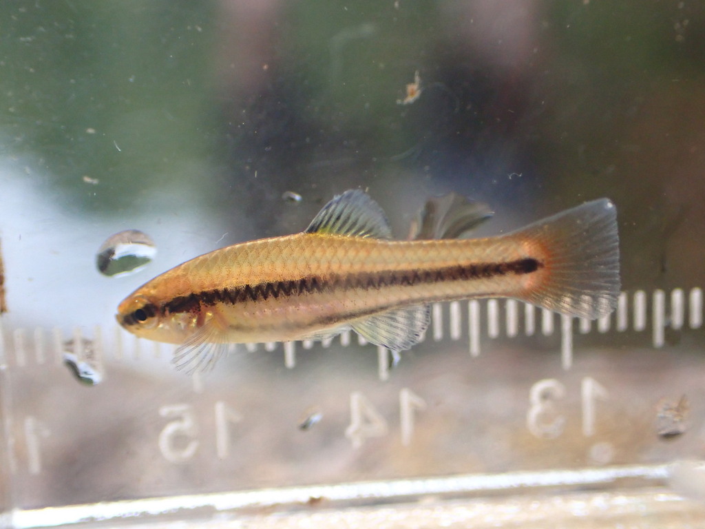 Bluefin Killifish