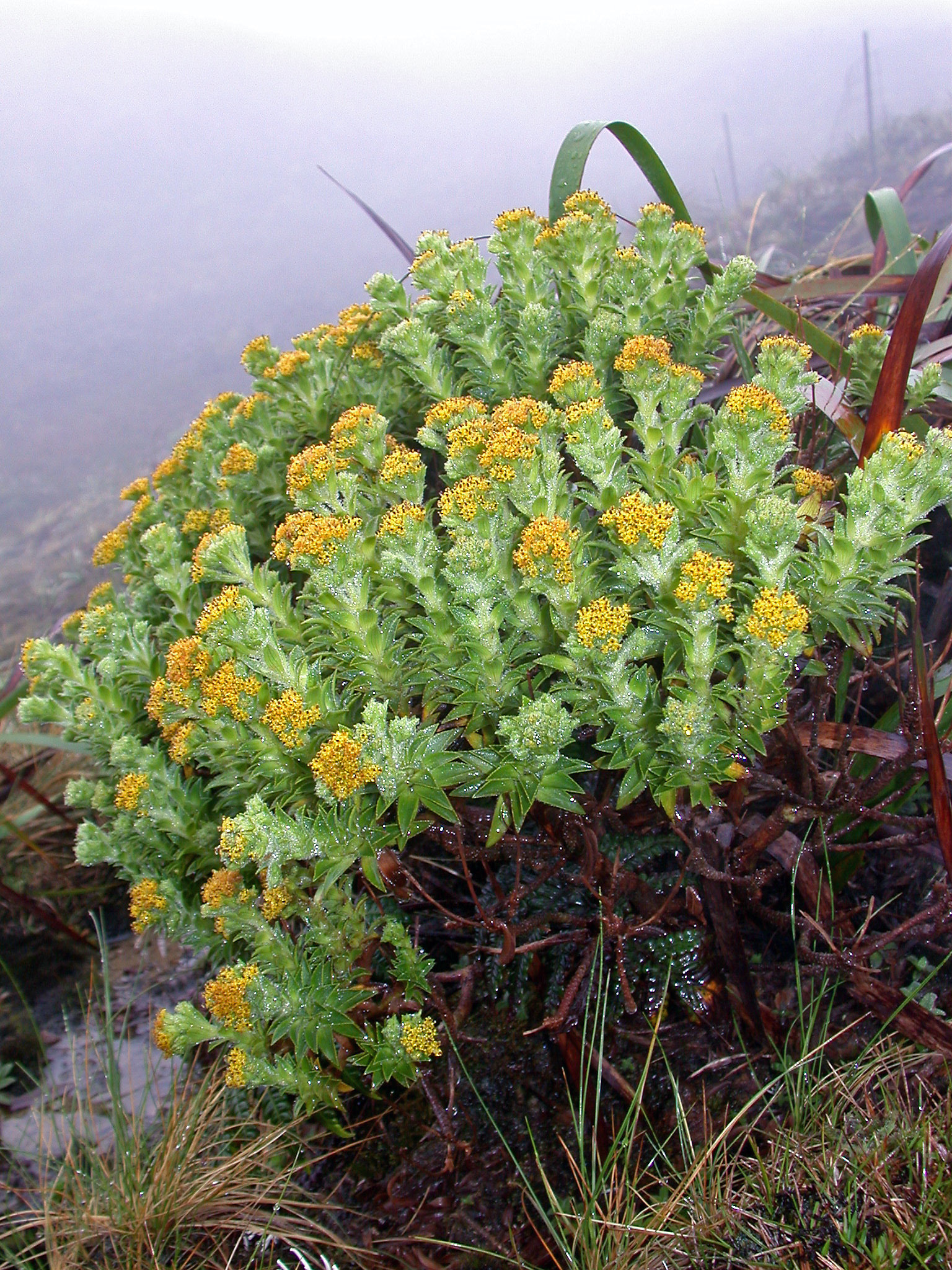 Dubautia waialealae