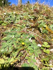 Potentilla brauniana