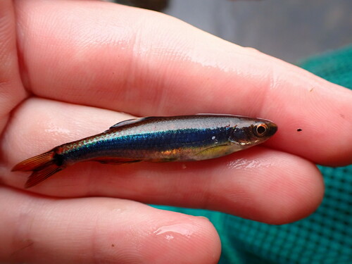 Metallic Shiner