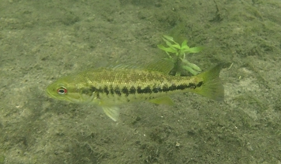 Suwannee Bass