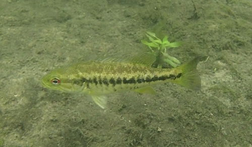 Suwannee Bass