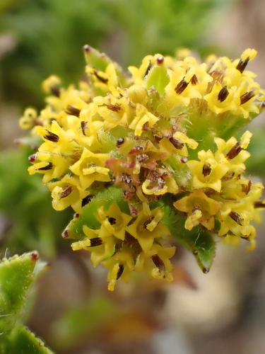 Dubautia waialealae
