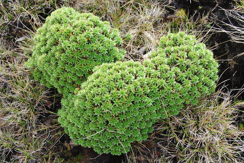 Dubautia waialealae