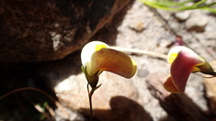 Aspalathus bracteata