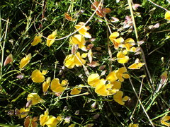 Aspalathus bracteata