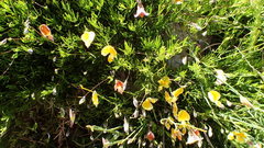 Aspalathus bracteata