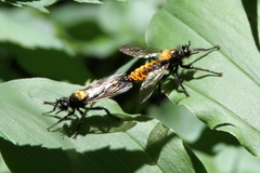 Laphria sericea