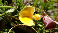 Aspalathus bracteata