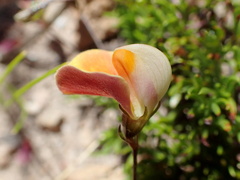 Aspalathus bracteata